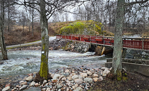 Nedanför bron vid Husby Kvarn efter fiskepassageprojektet syns högvattnet forsa under gångbron. Stenar ligger utmed åkanterna och träd står i vatten.