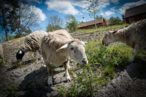 Får som betar utomhus.