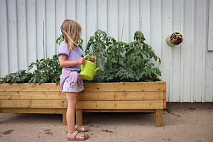 Utomhus. En flicka står och vattnar tomatplantor.