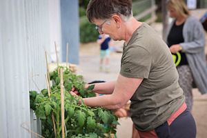 Bild utomhus, en kvinna står och tar hand om tomatplantorna planterade längst med en vägg på förskolan Tomtahill.