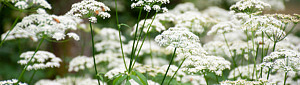 Utomhus, vita blommor, hundkex, nära