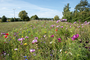 Äng med blommor.