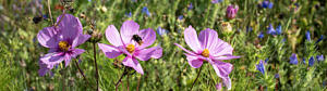 Närbild på rosa blommor och en humla.