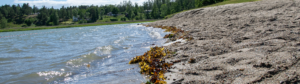 Strand, vågor som rullar in mot sanden, tång i vattenbrynet.