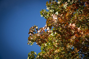 Utomhus, himmel blå, löv.