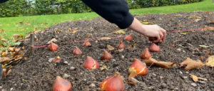 En hand placerar ut lök på en bädd av jord.