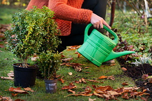 Någon sitter på huk och vattnar med en vattenkanna i grävda hål. Tre buskplantor står på gräset bland bruna höstlöv.