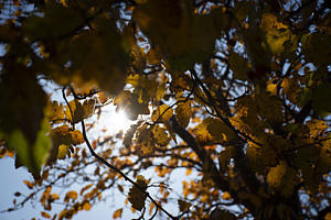 Solen kikar fram genom löver i ett träd.